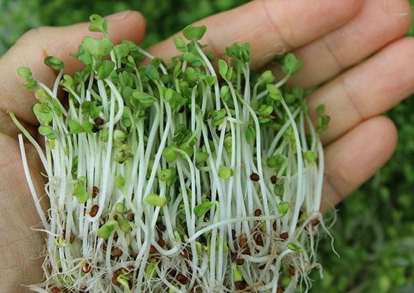 Rau mầm được chế biến chín đem lại rất nhiều giá trị dinh dưỡng nhưng ăn sống có nguy cơ bị nhiễm khuẩn. Ảnh: superfoods for superhealth.