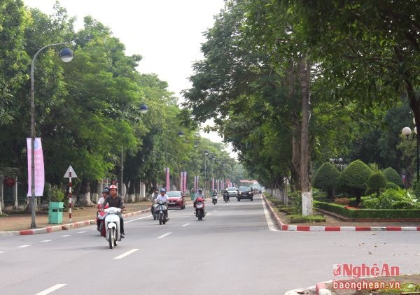 Cây xanh trên đường Lê Mao.