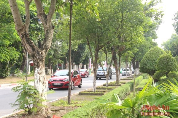 Hàng cây xanh mơn mởn vàoThu trên những vôn va thành phố được chăm chút cẩn thận.