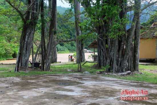 Tương truyền, khi ông mất, nàng Phanh thấy có cây đa mọc lên bên đền thờ nên đã chăm sóc chu đáo. Từ đó đến nay, cây đa này luôn tỏa bóng quanh đền và quấn lấy nhau chằng chịt tạo nên vẻ đẹp hiếm có.