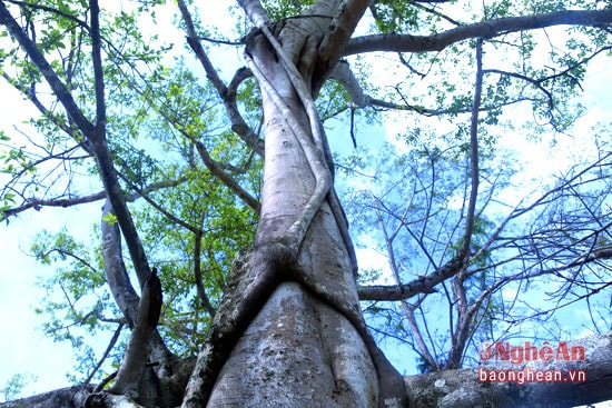 Xung quanh thân đa, rễ cây bám chằng chịt như móng rồng.