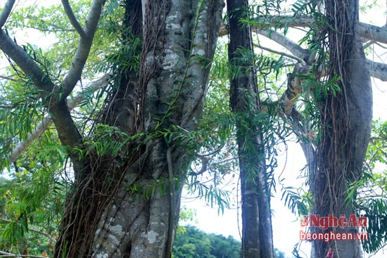 Những loại cây ký sinh mọc trên thân đa tạo ra vẻ đẹp hiếm có.