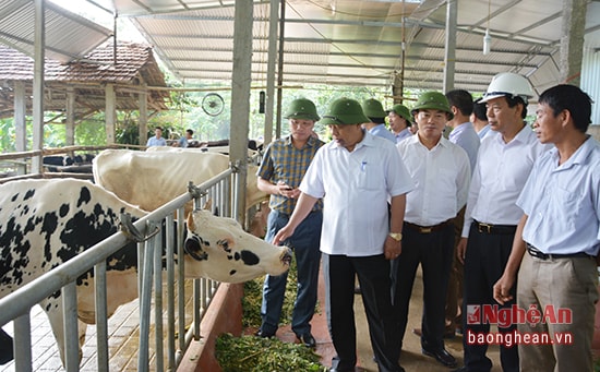 Chủ tịch UBND tỉnh thăm trang trại bò sữa của anh Trần Duy Đức ở xóm Đông Hưng.