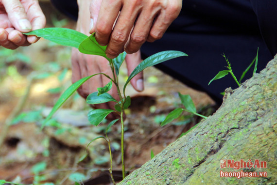 Những cây con đã được mọc lên như một hy vọng cho cây quế quỳ bản địa được bén đất phục hồi lại thủa vàng son. Giờ đây, người dân Quế Phong lại thiết tha phục hồi loài cây này, nhưng bắt đầu từ đâu và cần phải làm những gì vẫn là một câu chuyện dài cần có sự chung tay từ nhiều phía để tìm ra lời giải…