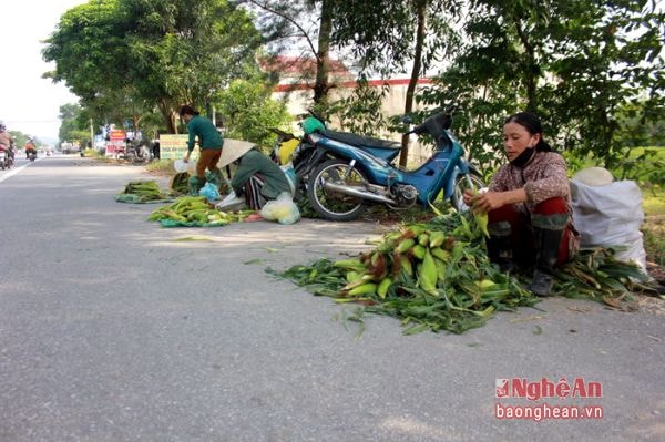 Trải dài từ xã Nghi Ân, qua Nghi Phong đến Nghi Trường rồi Nghi Thạch thuộc tuyến quốc lộ 46, người đi đường dễ dàng bắt gặp những “shop” bán quà quê hai bên đường. Trong đó, ngô là món được bán nhiều nhất trong những ngày này.