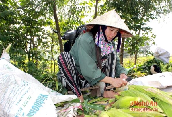 Taị địa bàn thuộc xã Nghi Thạch, người dân sau khi thu hoạch ngô trái mùa mang từ xã Nghi Hoa, Nghi Thuận đều đưa về đây bán. Những bì tải chứa đầy ngô nếp, được người dân cắt gọt gọn gàng để bán cho khách.