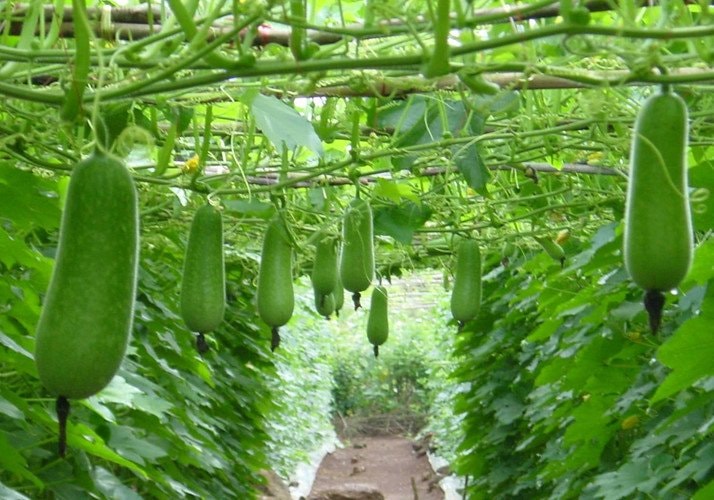 làm đẹp, chống lão hóa, làm đẹp da