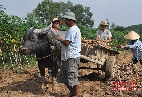 Ông Trần Huy Bá và người dân thôn Ngọc Thượng, xãThanh Ngọc – Thanh Chương đang thu hoạch sắn để bán cho nhà máy.