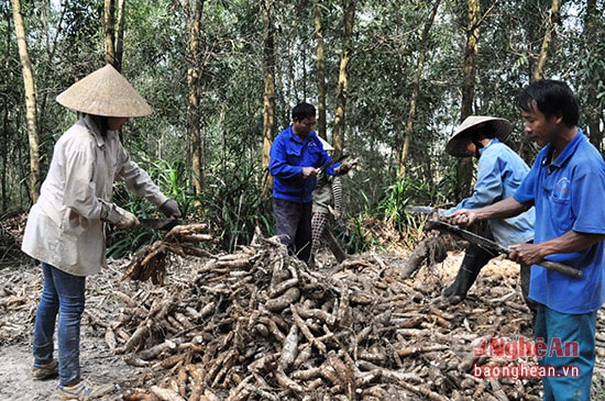 Người dân xã Tái định cư Thanh Sơn– Thanh Chương đã coi cây sắn là cây trồng chính, năm nay xã Thanh Sơn trồng gần 300 ha.