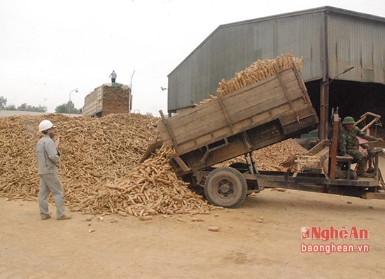 Thu mua sắn tại nhà máy