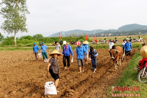 Sáng sớm, các đoàn viên, thanh niên đã có mặt trên bãi sông để giúp dân.