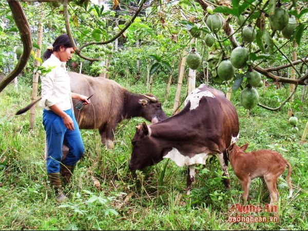 Cây chanh leo cho hiệu quả cao ở xã Tri Lễ (Quế Phong).