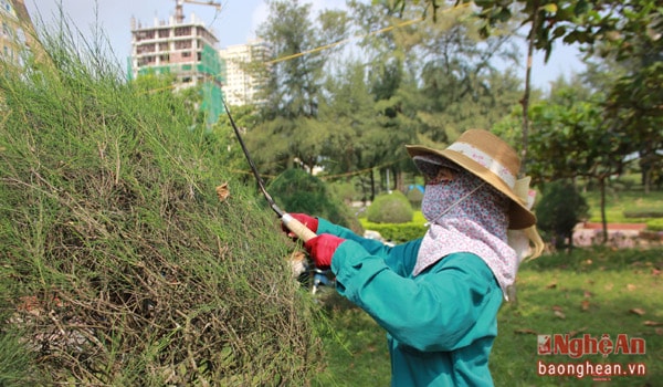 Trong ảnh, chị Võ Thị Thảo đã gắn bó với công việc cắt tỉa cây xanh khu vực quảng trường hơn 14 năm qua. Chị cũng là một trong những người có “tuổi nghề” lâu năm nhất trong đội ngũ công nhân chăm sóc cây tại đây.