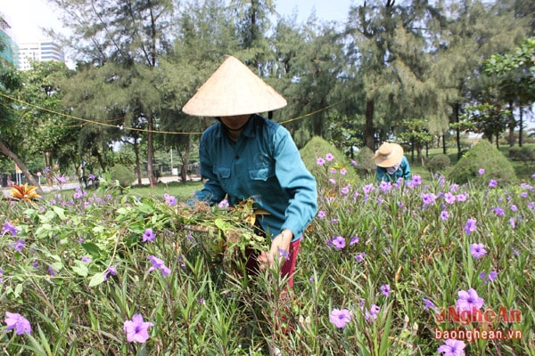 Họ luôn xem những vườn hoa ấy như chính khu vườn của nhà mình, đó cũng là động lực giúp mỗi công nhân luôn làm tròn trách nhiệm và sự nhiệt tình của mình trong công việc.