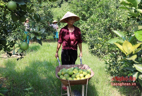 Cam Bãi Phủ mới chỉ chín bói nhưng đã có mức giá khá cao và ổn định, hứa hẹn mùa cam bộ thu. Với giá bán tại vườn khoảng 35.000 đồng/kg tùy vào mẫu mã