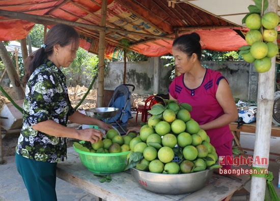 Địa phương hỗ trợ người dân vay vốn trên 1 tỷ đòng để đầu tư khôi phục thương hiệu cam Bãi phủ. Đến nay diện tích cam toàn xã đạt gần 50 ha. Nhiều diện tích đã bước vào giai đoạn kiến thiết và kinh doanh, thu nhập ước tính đạt từ 400-450 triệu/ha. Đặc sản cam Bãi Phủ đã và đang định vị được thương hiệu trên thị trường. 