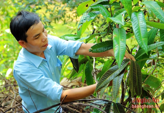 Ngoài hoa, lá của chè hoa vàng cũng được người dân ưa chuộng khi om nước hoặc thậm chí đâm nhuyễn và hòa lẫn với nước, khi uống có vị thơm ngon hơn chè thường lại tốt cho tiêu hóa. Gỗ từ thân cây có thể làm đồ gia dụng và hàng mỹ nghệ. Hạt có thể ép lấy dầu...