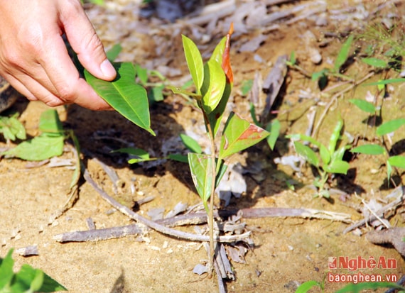 Ngoài hoa, lá của chè hoa vàng cũng được người dân ưa chuộng khi om nước hoặc thậm chí đâm nhuyễn và hòa lẫn với nước, khi uống có vị thơm ngon hơn chè thường lại tốt cho tiêu hóa. Gỗ từ thân cây có thể làm đồ gia dụng và hàng mỹ nghệ. Hạt có thể ép lấy dầu...