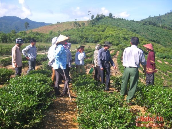 Trạm khuyến nông hướng dẫn người dân làm cỏ cho cây chè.