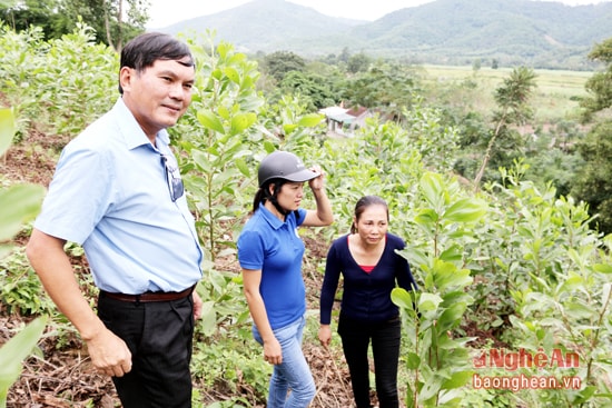 Lãnh đạo Công ty thăm vùng nguyên liệu đã được trồng từ đầu năm 2016 tại xá Tam Quang