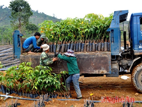 Trồng cao su trên đất Quế Phong