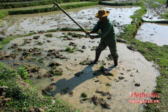  Ở đâu đó trên dải đất miền Tây xứ Nghệ đầy nắng gió, những nông cụ thô sơ vẫn đóng vai trò chính trong đời sống sản xuất của người dân.
