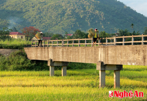 Cánh đồng lúa nước xã Châu Kim (Quế Phong) vào mùa gặt. Những phụ nữ chuyển lúa về bản và chiếc cầu máng trở thành con đường chính của họ.