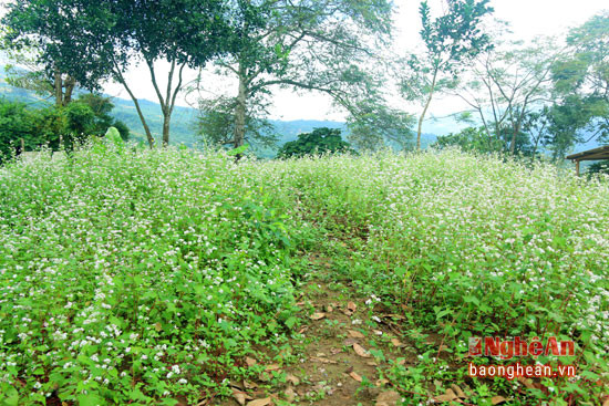 Vườn hoa tam giác mạch rộng gần 200 m2 được thầy trò trường PTDTBT THCS Nậm Càn (Kỳ Sơn) trồng và chăm sóc đến nay đã nở rộ hoa.