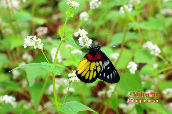 Vườn hoa này cũng thu hút nhiều loại bướm có màu sắc sặc sỡ tìm đến.