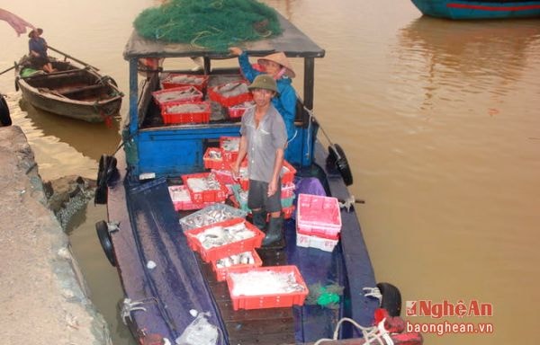 Thuyền về đầy ắp cá tôm...