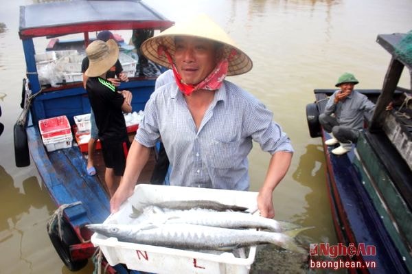 Một ngư dân cũng vui mừng khi đánh được những chú cá nhồng to lớn và tươi ngon
