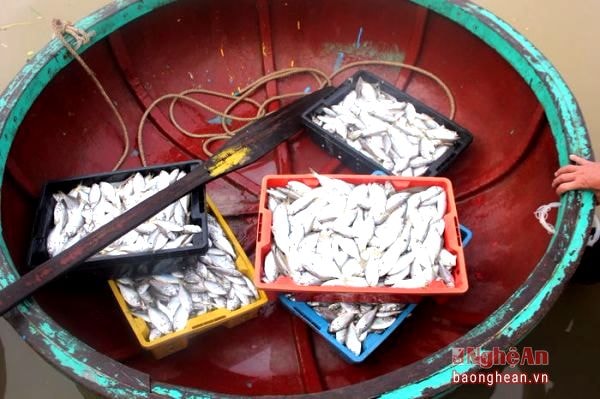 Những khay cá tươi ngon được chuyển bằng thuyền thúng lên cảng