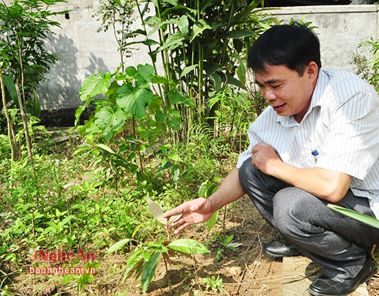 Bác sĩ, trạm trưởng Lộc Đăng Sao giới thiệu 1 loại cây Mu Bảng- cây thuốc quý chữa bệnh về cầm máu và xương trong vườn thuốc nam của Trạm