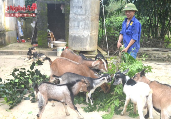  Đàn dê của gia đình anh Nguyễn Vĩnh Thanh.