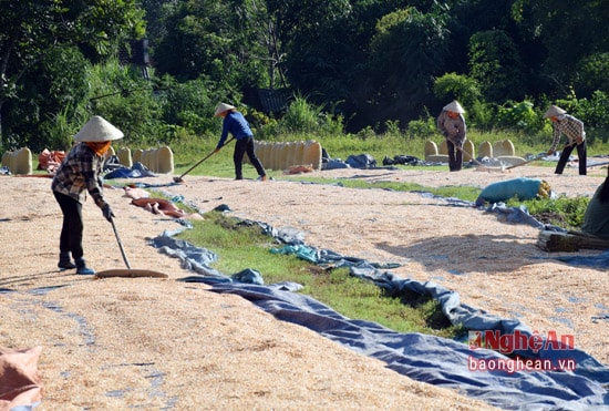 Lâu nay, Anh Sơn là vùng trọng điểm sản xuất ngô, mặc dù năng suất ngô hạt đạt 6 - 6,5 tấn ha, nhưng thời gian gần đây nhiều địa phương chuyển sang trồng ngô sinh khối, vì thu nhập cao hơn nhiều.