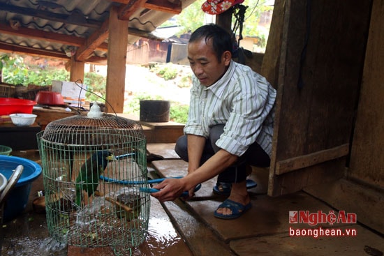 Người Mông quý trọng chim đa lầu nên chăm sóc chim rất chu đáo.