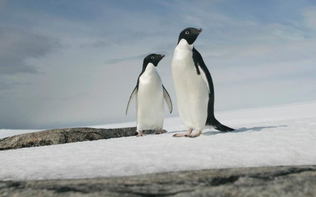 Chim cánh cụt Adelie là một trong những động vật hoang dã sống ở biển Ross (Nguồn: Reuters)
