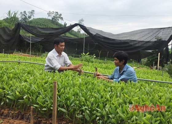 ông Trần Văn Thu- Bí thư chi bộ xóm 7 xã Tân Hương hướng dẫn người dân ươm keo giống