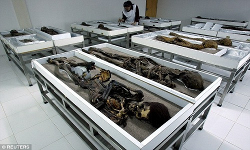 Các xác ướp trong bảo tàng San Miguel ở thành phố Arica, Chile. Ảnh: Reuters.