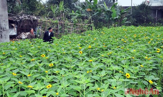 Hoa hướng dương Nhật Bản là một trong số giống hoa mới được du nhập vào trồng cùng với các loại cúc được trồng truyền thống ở Hưng Đông. Bình quân mỗi cành cây hoa hướng dương bán tại vườn là 10.000 đồng