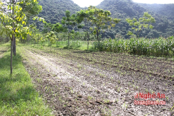 Kết hợp trồng cao su độ tuổi còn non với các mô hình kinh tế khác như chăn nuôi, trồng xen cây ngô, mía, lạc.. để tận dụng diện tích, lấy ngắn nuôi dài