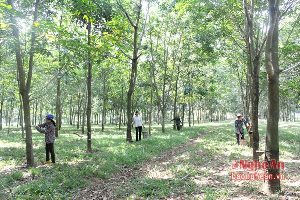 Cao su bước vào mùa thu hoạch