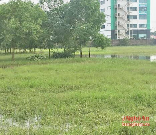 Đất nông nghiệp dọc đường Xô viết Nghệ Tĩnh đang bị bỏ hoang.