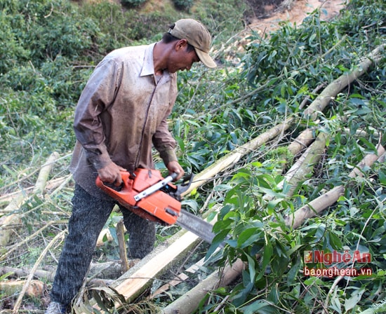 Những người đốn keo thường làm theo nhóm, nhận khai thác “trọn gói” cho một chủ mua keo nào đó. Mỗi nhóm trên dưới 10 người (có thể khác hoặc cùng xã) đủ cả nam, nữ để phân chia công việc, như: phát sảy, bóc vỏ, bốc vác… Mỗi nhóm thường có 1 người mang máy để cắt cây.