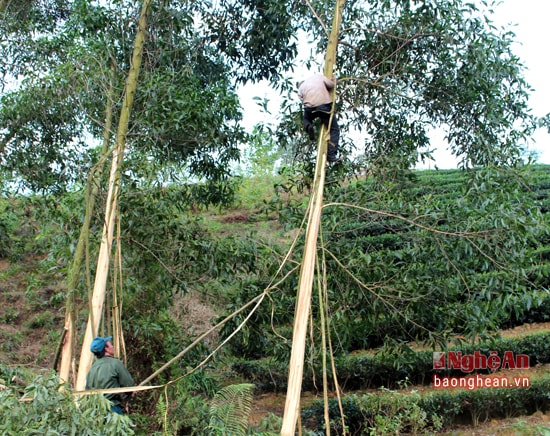 Đốn keo, năng suất hay không, dễ hay khó phụ thuộc vào nhiều yếu tố: nhân lực, phương tiện, địa hình, mật độ của cây...  Trong đó, điều mà mọi người quan tâm hàng đầu là địa hình nơi khai thác, núi cao hay đồi thoải.  Nếu đồi thoải, có đường sá thuận tiện, công việc đốn keo sẽ dễ dàng hơn. Trong ảnh: Cột dây ở ngọn cây cao trước khi chặt.