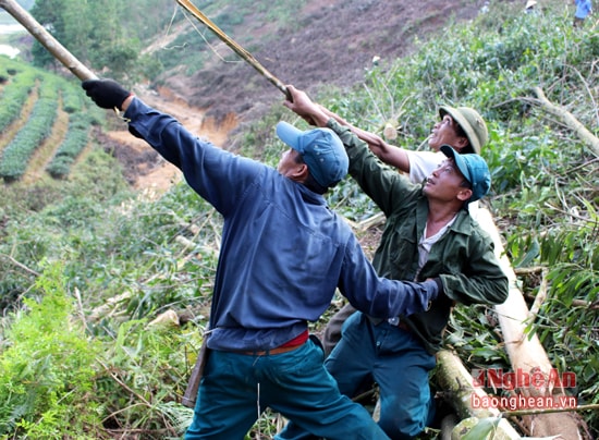 Nhiều khi, muốn cây đổ cho đúng hướng, cũng tốn khá nhiều công sức.