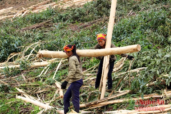 Vận chuyển keo là công việc nặng nhọc nhất, phải qua nhiều “hịch”, nhiều đoạn đường khó đi, lắm vật cản. Lúc chuyển keo, phụ nữ vác trên vai những khúc cây 45 - 50 kg là chuyện thường tình. Ai nấy mồ hôi nhễ nhại, áo quần ướt đẫm.