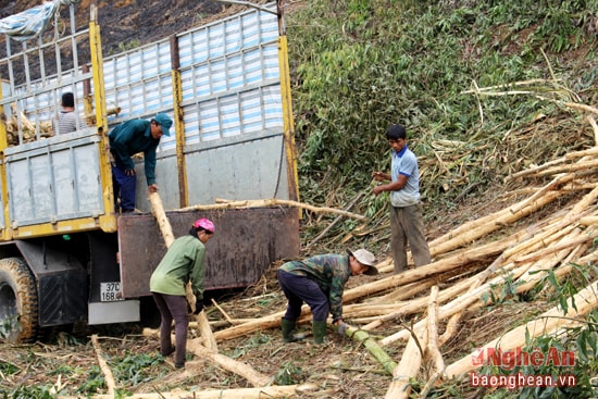 Những nơi chỉ ô tô trọng tải nhỏ mới vào được, cũng phải sắp xếp keo 2 lần, từ nơi khai thác lên xe nhỏ, rồi từ xe nhỏ sang xe lớn. Sắp xếp ngăn nắp, trọng lượng lớn thì càng lợi cho người làm công. Mỗi tấn cây keo, chủ buôn sẽ trả công đốn keo là 150 nghìn đồng. Chị Lê Thị Sen (29 tuổi) quê ở xóm 11, xã Thanh Long, khai thác keo tại xã Thanh Thủy chia sẻ: “Tui đã có 10 năm trong nghề đốn keo. Nghề ni đi sớm về khuya, có khi 12 giờ đêm lỡ hàng vẫn chưa về, nhưng tiền công cũng chỉ kiếm được 150 – 250 nghìn đồng/ngày, rất vất vả”.