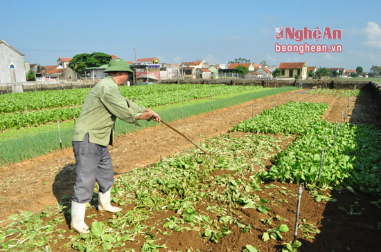 Người dân xóm 7, xã Quỳnh Lương mạnh dạn phá bỏ diện tích rau cải ngọt đã bị mưa lụt làm úng gốc để xuống giống vụ mới