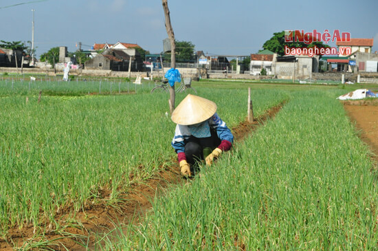 Trong khi đó, người dân xóm 10 xã Quỳnh Lương tiếp tục ra giống, chăm sóc hành hoa, cây trồng chủ lực